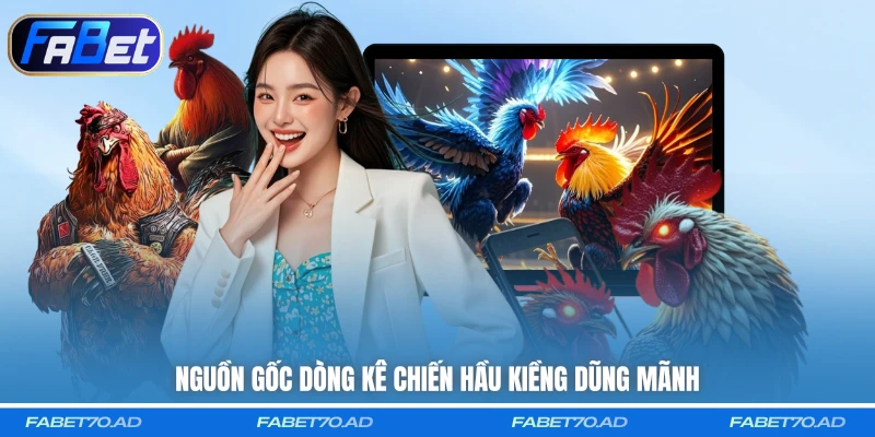 Nguồn gốc dòng kê chiến Hầu Kiềng dũng mãnh