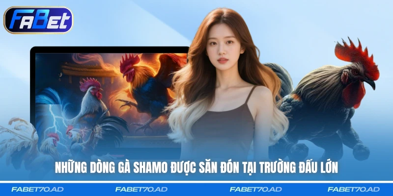 Những dòng gà Shamo được săn đón tại trường đấu lớn
