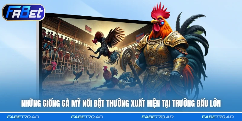 Những giống gà Mỹ nổi bật thường xuất hiện tại trường đấu lớn